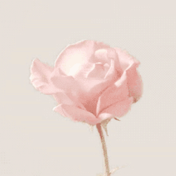 — rose douce